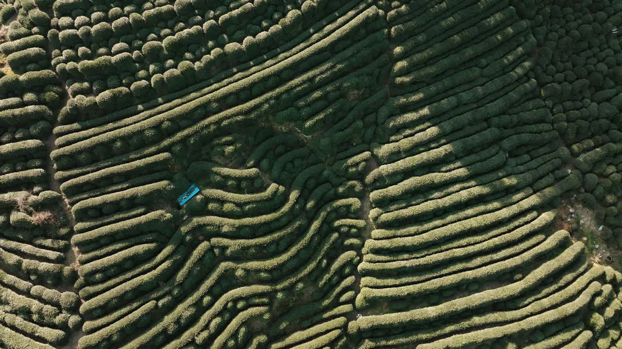 Aerial drone shot over terraced Longjing tea plantations in Hangzhou, Zhejiang, China