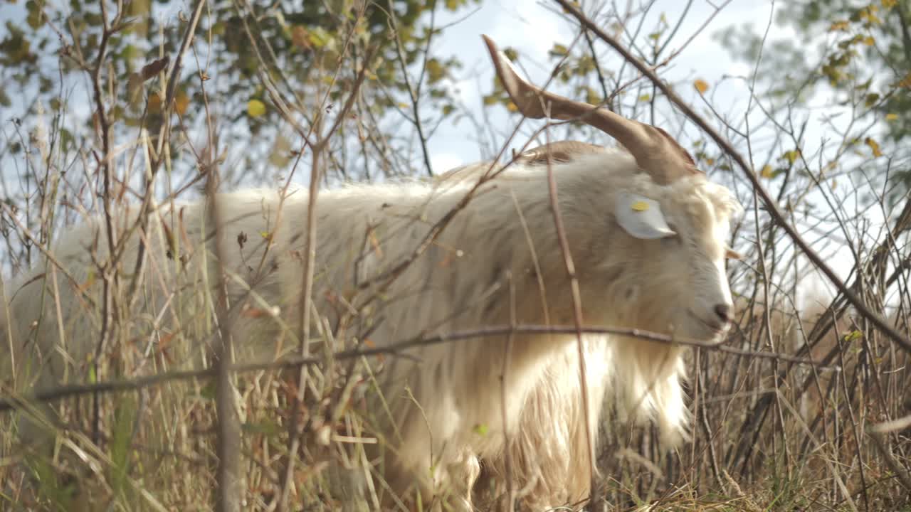Pecore Cashmere dietro i pascoli. PRIMO PIANO.