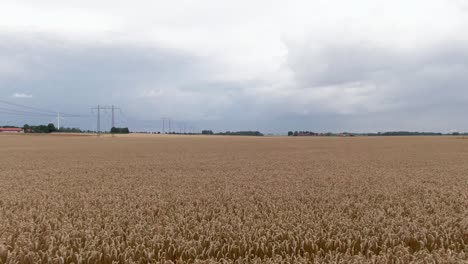 Breiter-Drohnenschuss,-Der-Direkt-über-Dem-Weizenfeld-In-Der-Skandinavischen-Landschaft-Fliegt