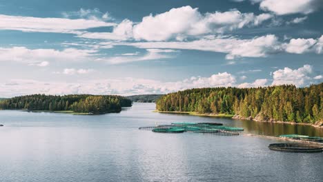 fisheries, fish farm in summer lake or river in beautiful summer sunny day. fish farm salmon