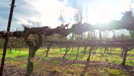 Viñedo-Vacío-Después-De-La-Cosecha,-En-El-Sur-De-Francia-En-Un-Día-Soleado,-Rayos-De-Sol-Y-Bengalas,-Fin-De-La-Temporada-De-Cosecha-De-Vino