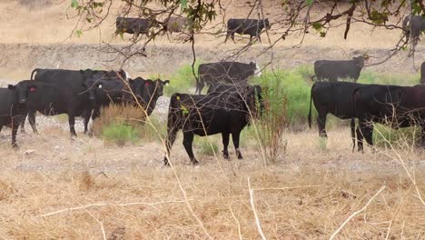 Herde-Von-Black-Angus-Rindern,-Die-Friedlich-Den-Dry-Creek-überqueren