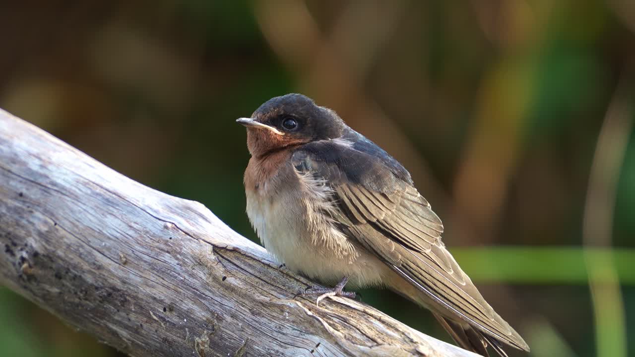 Close up shot of a Welcome Swallow (Hirundo neoxena) perched on a branch in its natural habitat, with puffed up plumage to keep warm, gazing curiously around, and twittering softly at sunset