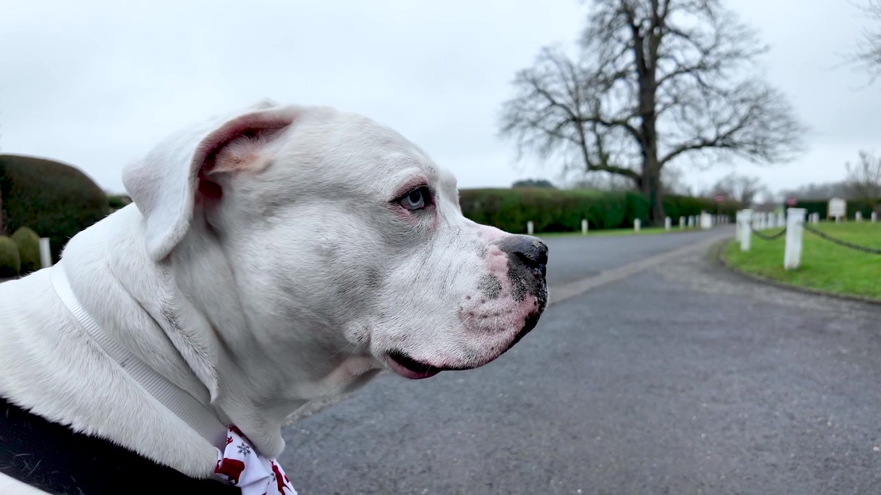 Bulldog americano branco com olhos azuis em pé junto a uma cerca de corrente numa entrada de automóveis