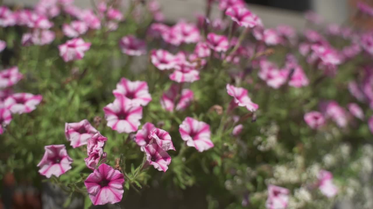 cerca de un lecho de flores residencial lleno de hermosas petunias rosadas y blancas en plena floración en un día soleado, bélgica, europa