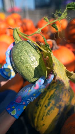 woman holding a fresh green zucchini at a pumpkin market