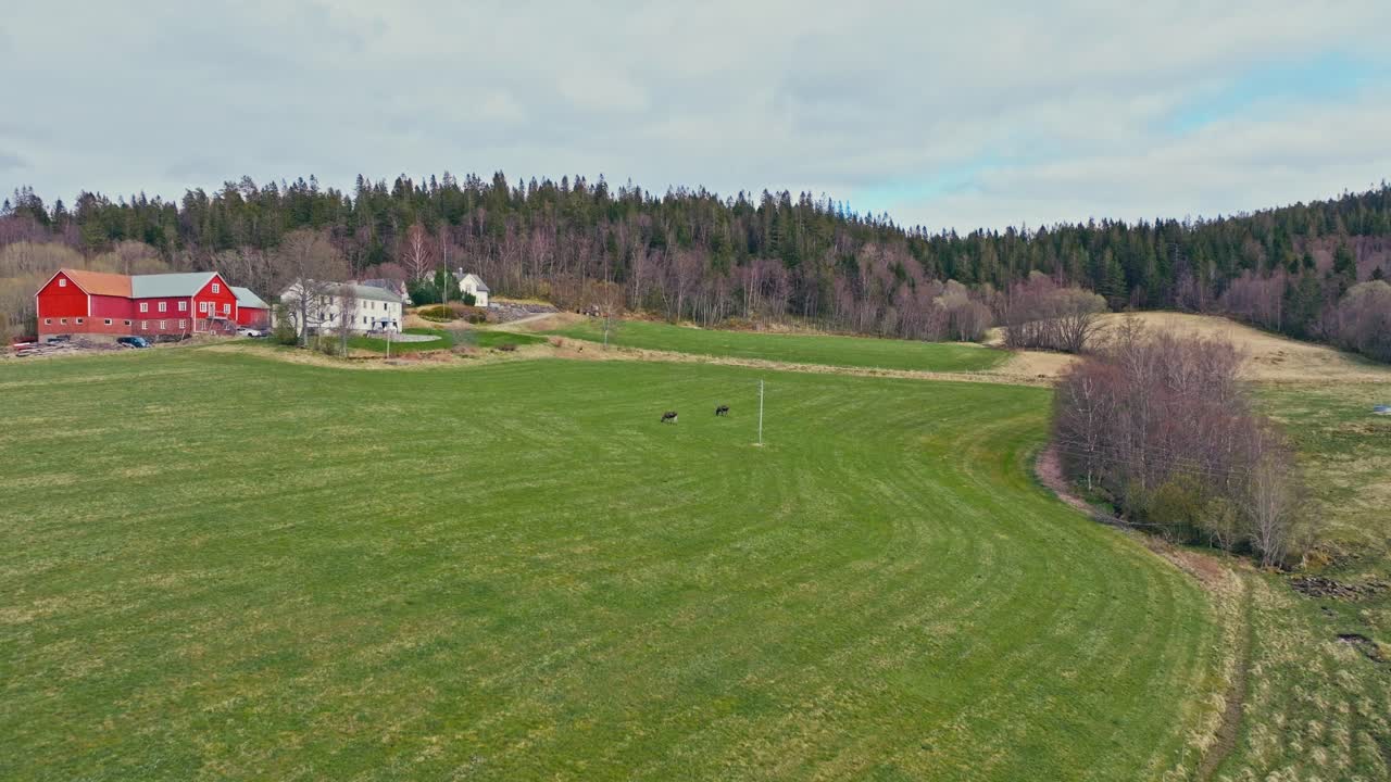 Farm Field With Grazing Cow Moose In Norway - Drone Shot