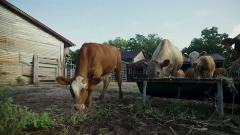 la vaca joven mira sospechosamente hacia la cámara durante la alimentación matutina