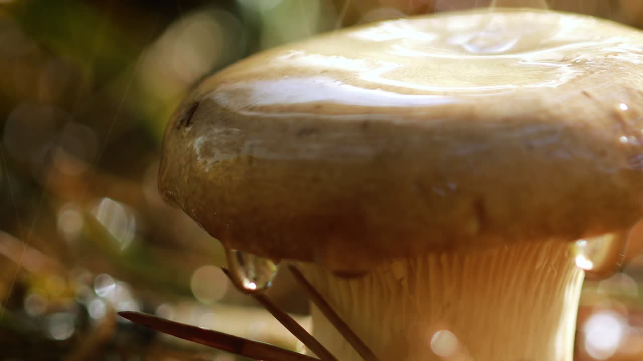 Mushroom Boletus In a Sunny forest in the rain.