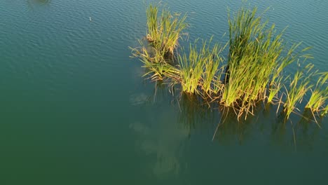 Aerial-backward-over-blue-water-surface-and-vegetation