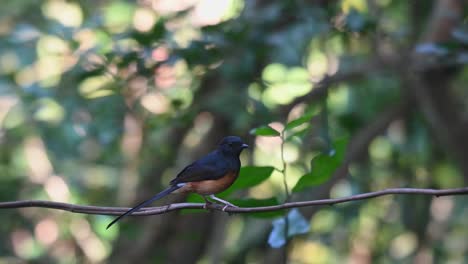 Perched-on-a-vine-as-seen-from-its-back-while-looking-at-the-camera,-White-rumped-Shama-Copsychus-malabaricus,-Thailand