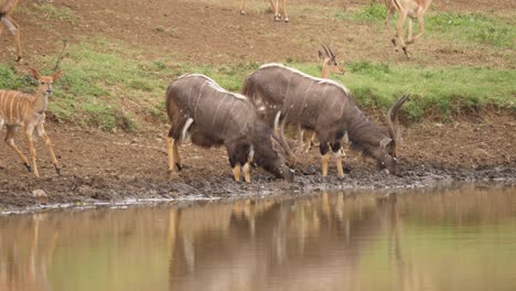 three alert nyala antelope males are startled while drinking water