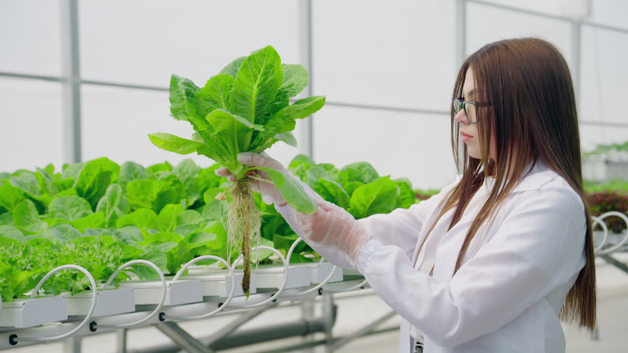 Laboratory technician in a white coat working with plants grown with the Hydroponic method in a greenhouse