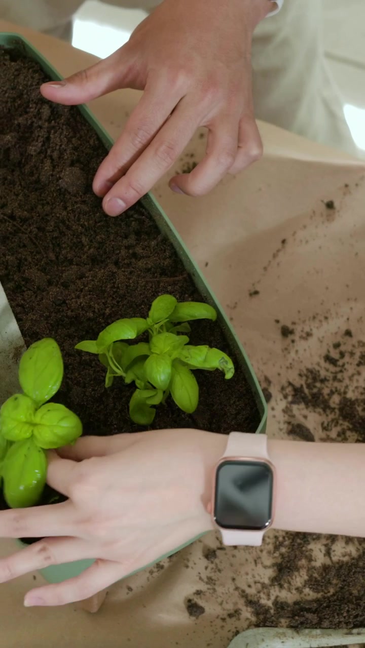 Vertical video: Leaning over tray woman in green potting basil in mint planter at table with trowel