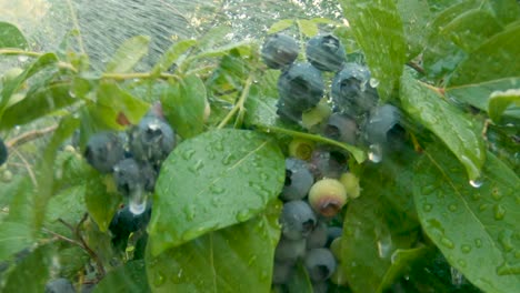 Organic-blueberries-being-watered-on-sunny-morning