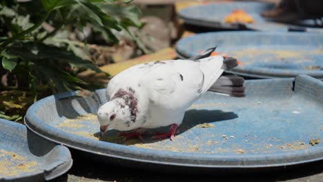 paloma de roca alimentándose bajo el sol en el parque animal en kuala lumpur, malasia