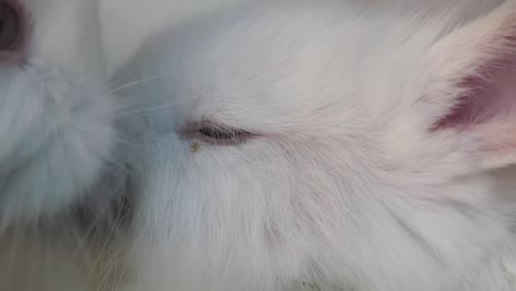 close-up of a sleeping baby white rabbit