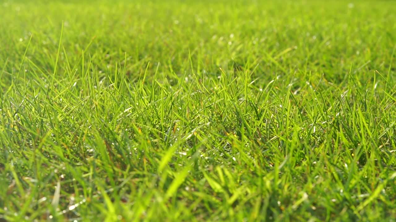 잔디 (무결한 루프)