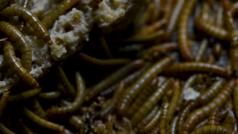 The-Mealworm-is-a-species-of-Darkling-Beetle-used-to-feed-pets-like-fish,-snakes,-birds,-and-frogs