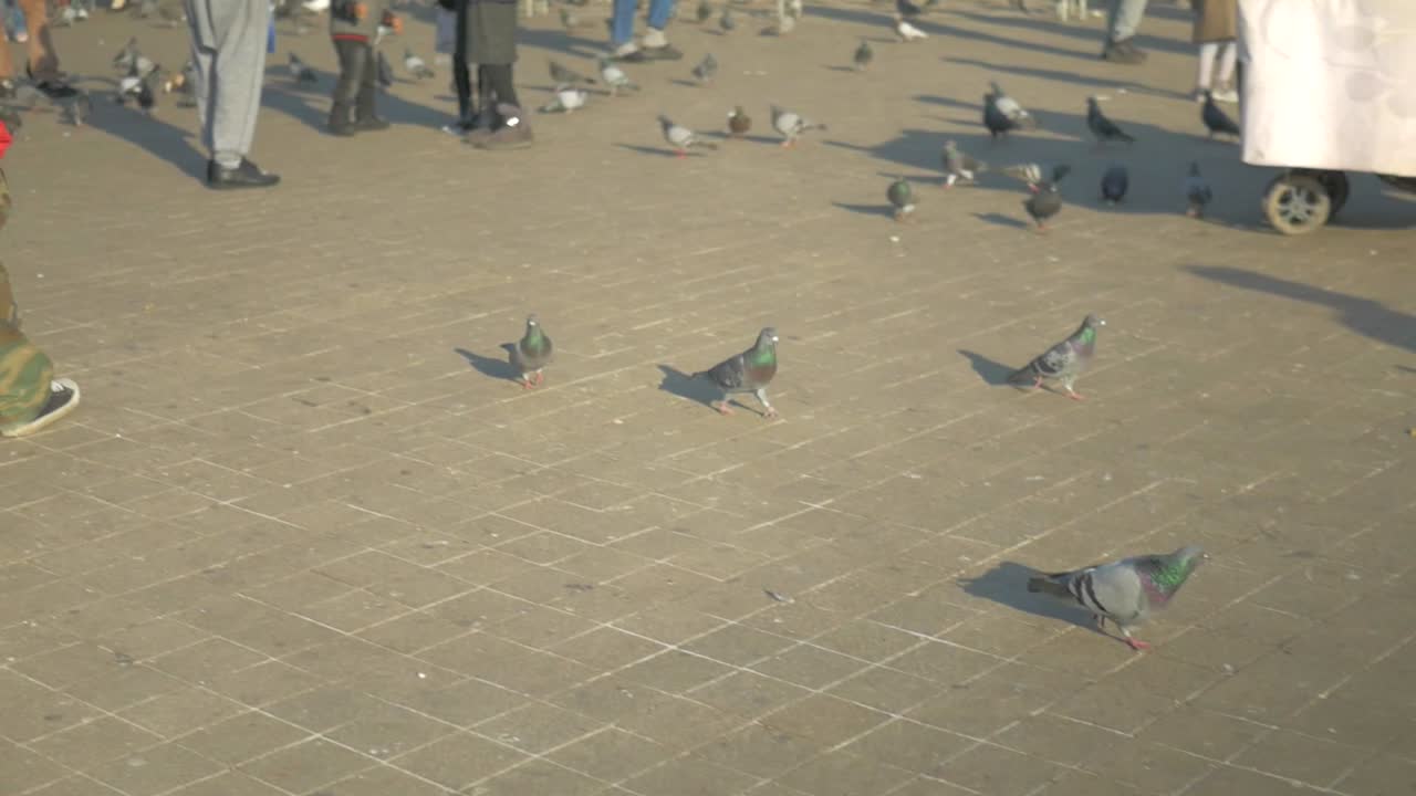 카사블랑카의 거리에서 비둘기의 좋은 부드러운 크레인