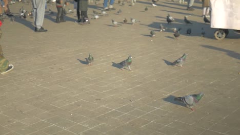 bonito tiro de grúa suave de paloma en la calle de casablanca