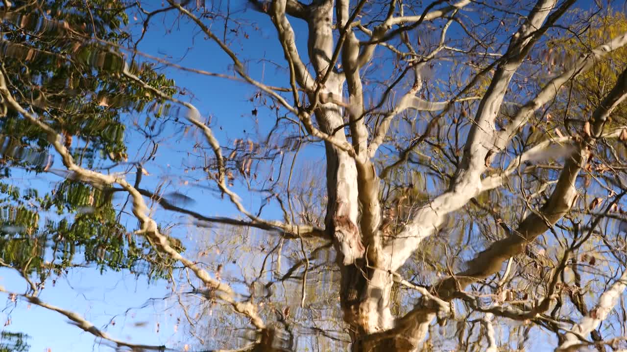 파란 하늘 배경의 파동과 호수에서 가을 나무의 반사, 숲 공원의 평화로운 풍경, 4k 느린 동작 영상 루프 가능한 요소