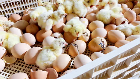 process of chicken hatching in a modern farm, high-tech equipment and techniques used to ensure the health and well-being of the chicks