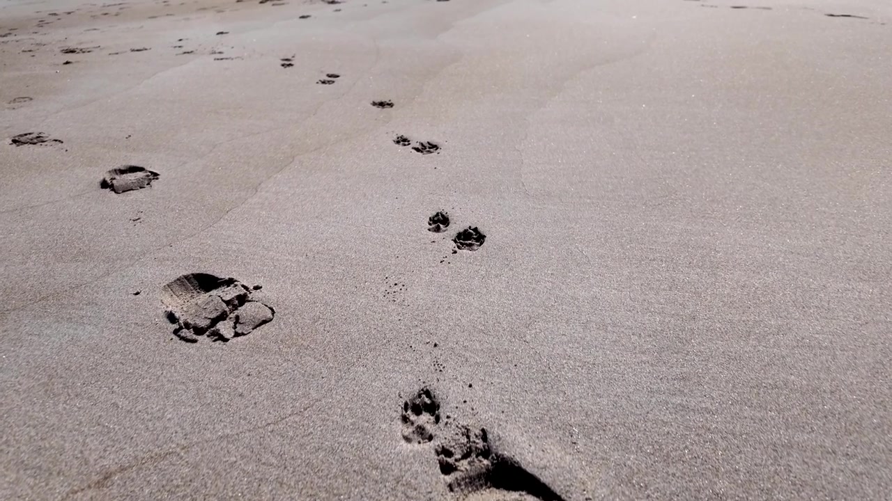 Pegadas de patas de cachorro e marcas de sapatos humanos se estendem pela areia úmida e lisa da praia em um avanço lento