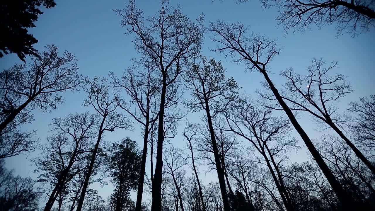 Dry Tree Branches. Panorama of autumn forest with trees