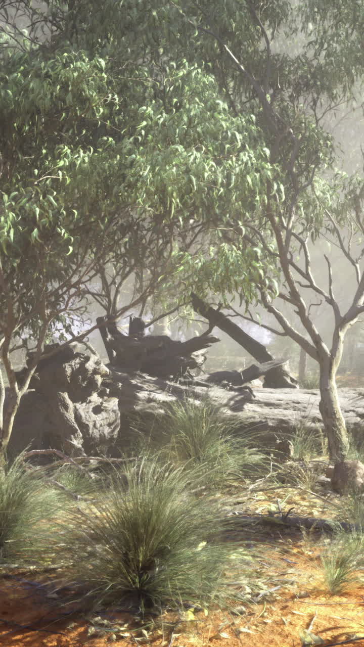 Lush vegetation and rocky landscape in a misty australian outback setting