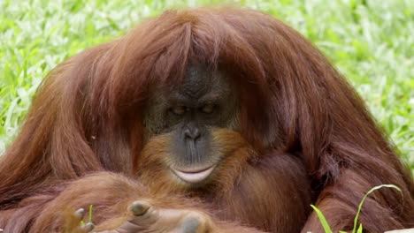 curioso gran orangután naranja jugando con un objeto fuera de la vista en las manos, estático