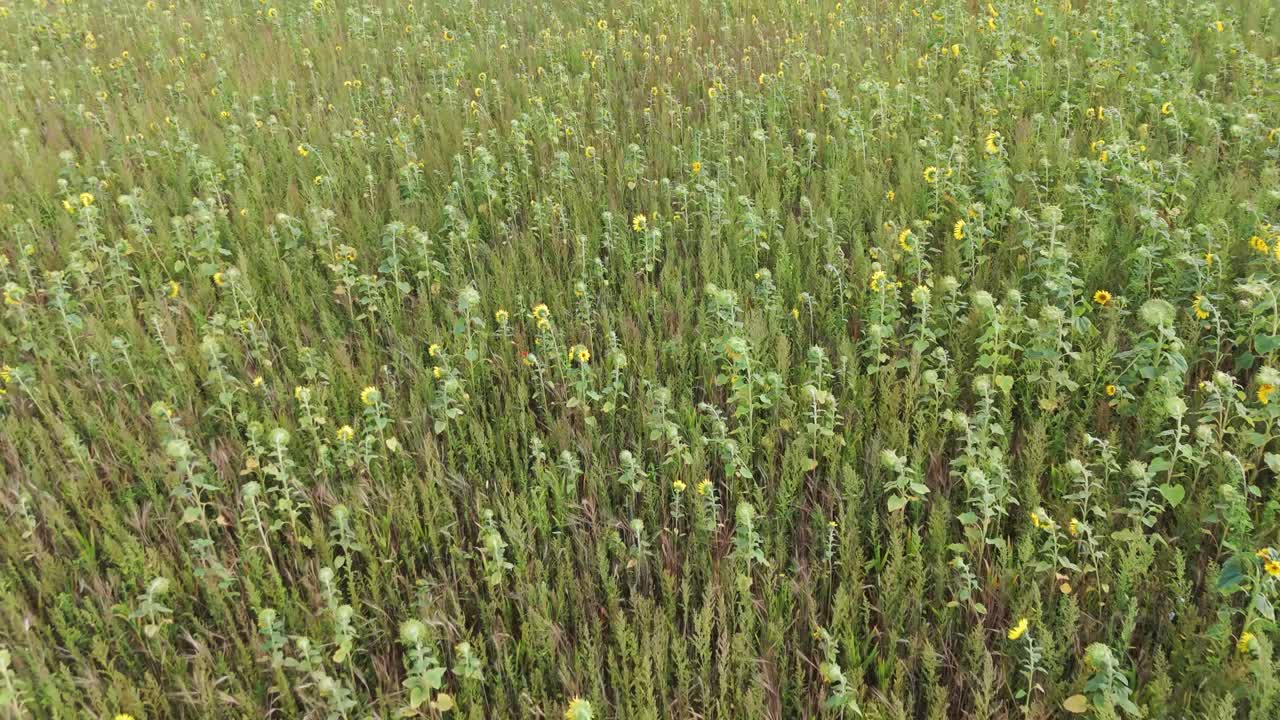 Vast sunflower field under a clear sky, showcasing summer's beauty