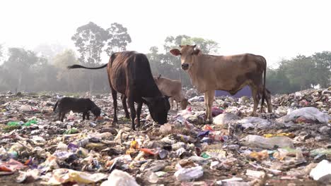 Basura-Fuera-De-La-Ciudad