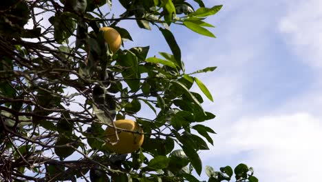 Brench-De-Primer-Plano-De-árbol-De-Limón-En-Un-Cielo-Nublado,-Dos-Frutas-Detrás-De-Las-Hojas