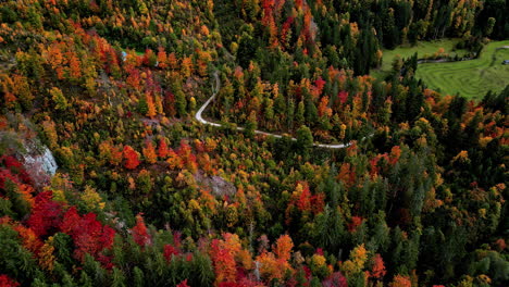 Drone-view-of-path-in-the-middle-of-picturesque-autumn-forest-with-colorful-trees-and-bright-foliage-growing-in-woodland-of-Austria,-Europe