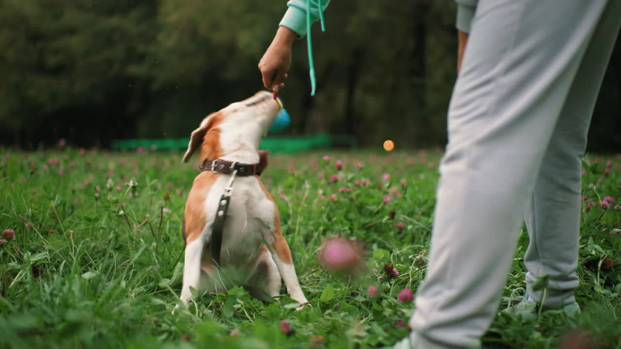Puppy seated on lush grassy field with yellow flowers eagerly reaching for ball rolled by trainer during playful outdoor training session showcasing energy, and bond between pet and instructor