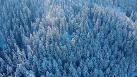 冬季密集覆盖雪的山地景观上的针叶树林 - 空中静态