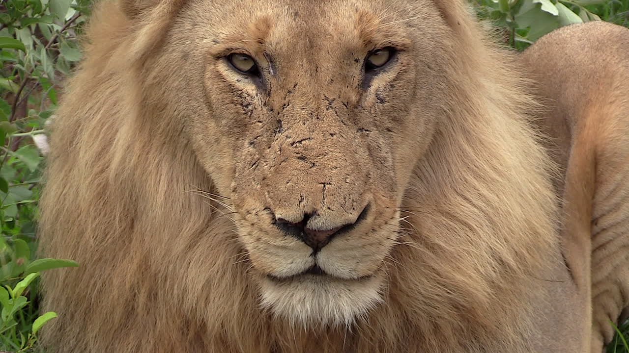 cerca de la mirada del león macho, condiciones de viento