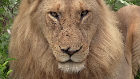 close up of male lion stare, windy conditions