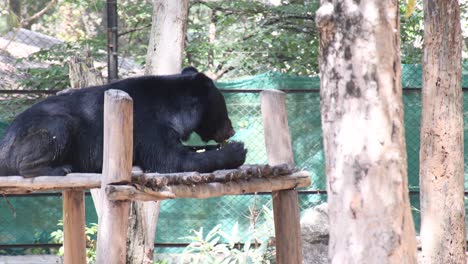 close-up shot of asian black bear eating fruit on the tree bench