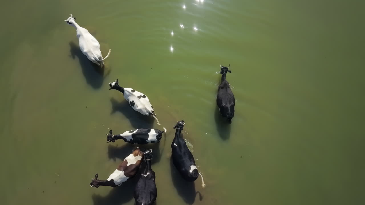 녹색 강에서 목욕하는 소