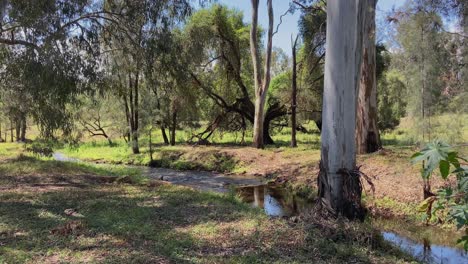 Tiro-De-Seguimiento-Lento-Y-Elegante-De-Un-Arroyo-Pacífico-Que-Fluye-A-Través-De-Un-Bosque-Sombreado-En-El-Arbusto-Australiano