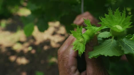 Hazelnuts-ripen-on-a-tree-branch-in-farm-garden-with-sunbeams