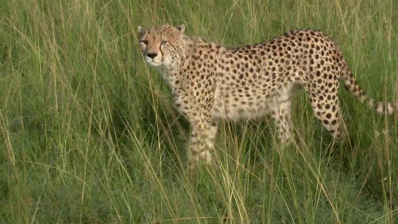Gepard (Acinonyx jubatus) läuft durch hohes Gras, Masai Mara.
