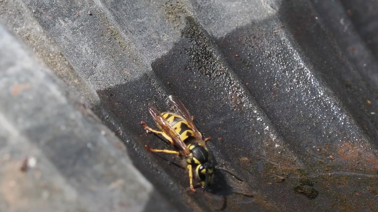 Primer plano macro de una avispa amarilla bebiendo agua de un pequeño charco en un día soleado en la naturaleza