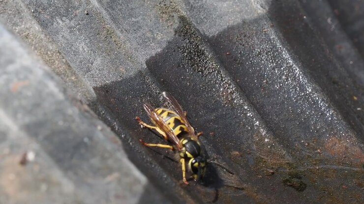 Close-up macro footage of a yellow wasp drinking water from a small puddle on a sunny day in nature.