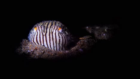 striped pyjama squid sepioloidea lineolata 4k 25fps