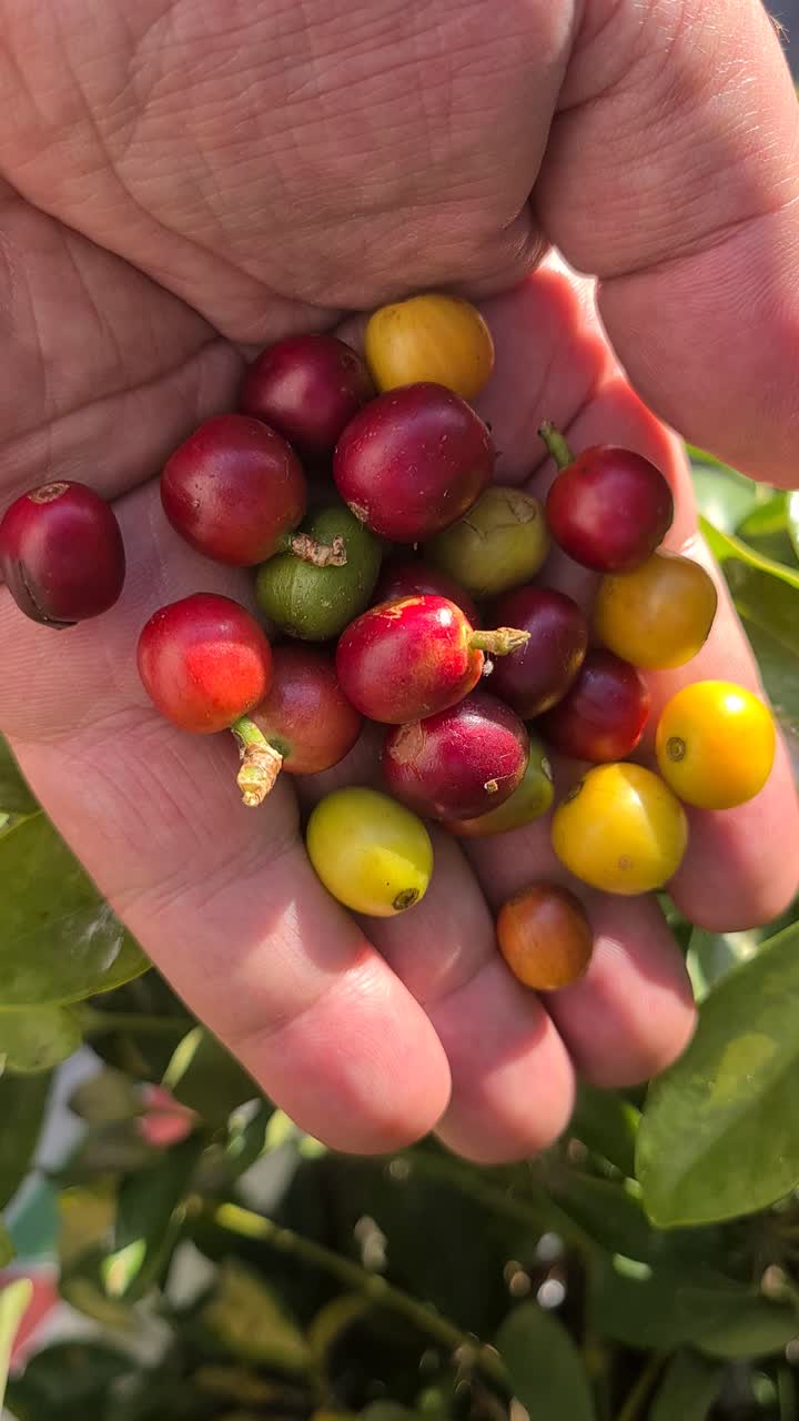 Vista verticale, mano che tiene chicchi di caffè freschi, primo piano