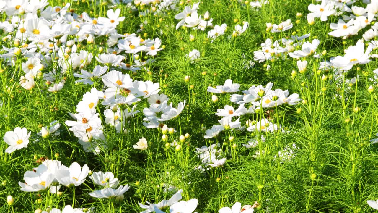 A field of white flowers in full bloom