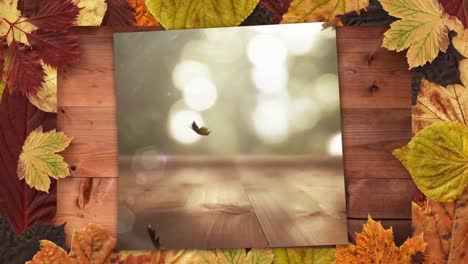 autumn leaves frame and screen showing falling autumn leaves 4k